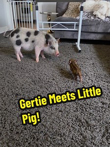 Gertie Meets Her New Mini Pig Friend