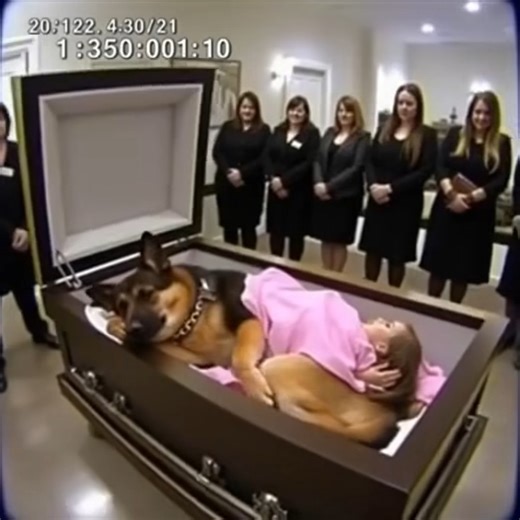 The Family Dog Guarded a Childs Coffin Moments Later, the Impossible Took Place | Imagine Lab