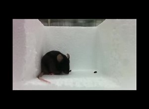 File:A-brain-sparing-diphtheria-toxin-for-chemical-genetic-ablation-of-peripheral-cell-lineages-ncomms14967-s4.ogv - Wikimedia Commons