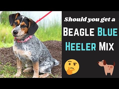 What you need to know about Beagle Blue Heeler mix? Should you get one for yourself?