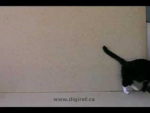 cat walking animation reference