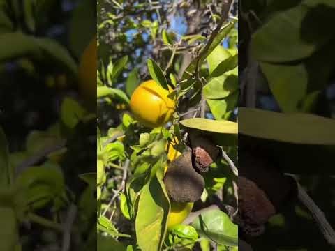 California TravelVlog: Pickable Fruit @ the Airbnb