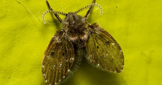 De onde saem e por que aparecem as mosquinhas de banheiro? | Bzzzzz