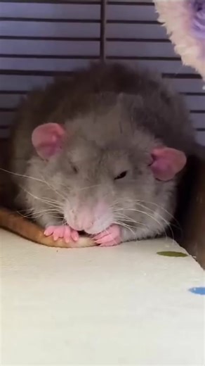 Have you ever seen a flower-branched rat that likes to bathe? 📸..@liujunwen559 | Rat Unity