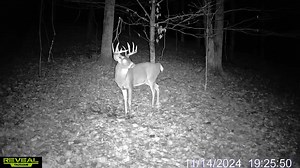 Check out this PA buck working a scrape! A lot of big deer moving around this time of the year. What are you seeing? | Wildlife Research Center, inc.