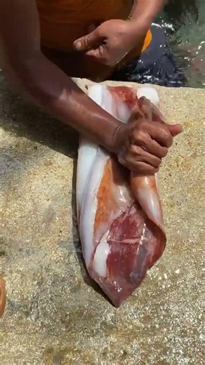 Cleaning a Huge Cuttlefish | Seafood Prep 🌊