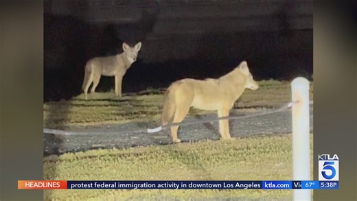 Rise in coyote sightings across SoCal