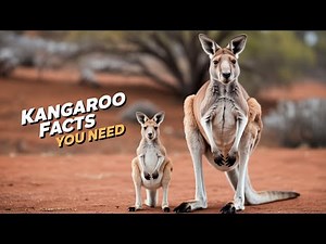 KANGAROO FACTS That Will Change Your Mind Forever