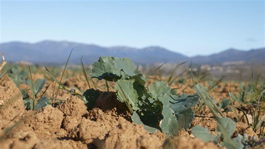 Crops fail, olive trees dry up, grapevines die out as Spain runs dry
