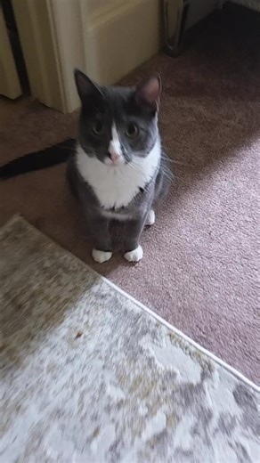 oop #kittycat #crazycat