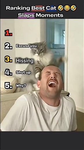 Ranking Best Cat Slaps 👋 moments 🤣🤣🤣 #ranked #cat #catvideos #funny #funnycatmemes