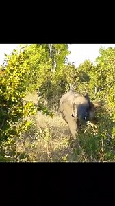 1.3M views · 11K reactions | lion hunt elephant | Deja Rubio | Facebook