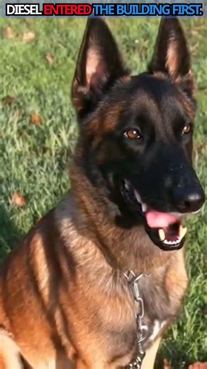 Diesel: The Police Dog Who Gave His Life in the Paris Attacks