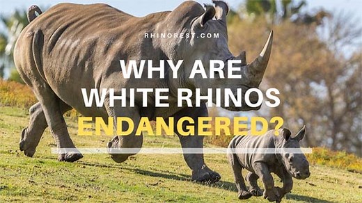 Conservation Facts: Why Are White Rhinos Endangered? - Rhino Rest
