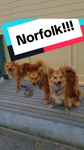 The Volpino pack visiting Norfolk! #rusticitalianvolpino #rusticitalianvolpinouk #volpinoitaliano #volpinoofinstagram #dogsofinstagram #dogsoflondon #dogsoutside #foxydog #spitzofinstagram #spitzdog #spitz #puppiesofinsta #puppy #puppiesoflondon #dogsoflondon #dogsoutside #dogsinthewoods #dogsinnature #puppies #redvolpino #volpinoitalianopower