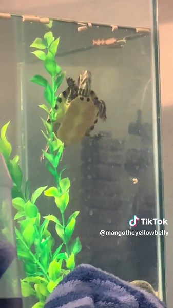 mangotheyellowbelly on TikTok