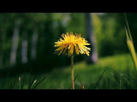 Dandelion: The Wild Medicine Most People Ignore