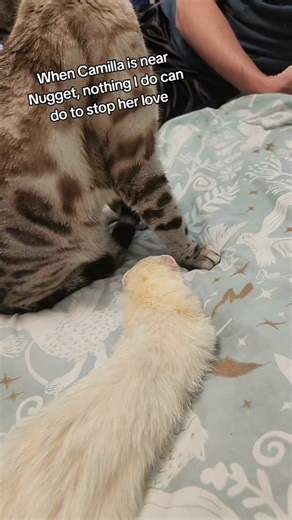 Heartwarming Moments with Ferret Friends