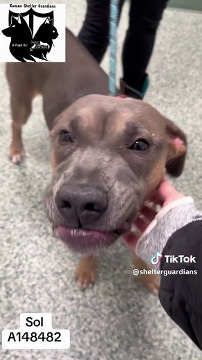 Please call the Rowan County Animal Shelter at 704-216-7768 in Salisbury North Carolina #adoptdontshop🐾💗🐾💞 #spayandneuter #fosteringsaveslives