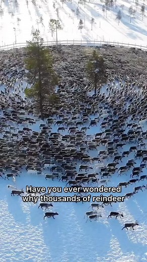 The Fascinating Behavior of Reindeer Forming Cyclones Explained
