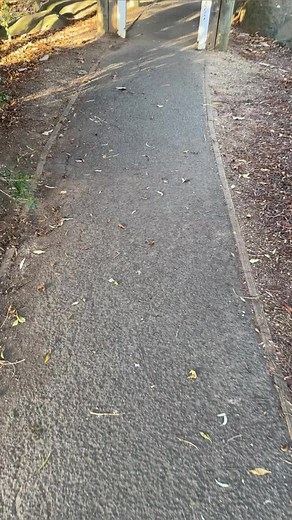 What a pawfect day at the RSPCA Tasmania Million Paws Walk! So many beautiful pups out enjoying the sunshine, all to support the best cause in helping all animals great and small ❤️ | LAFM