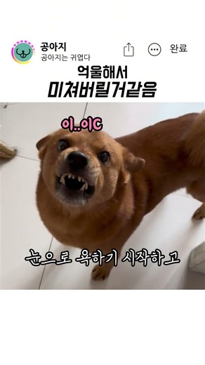 강아지 배신하는 주인 ㅋㅋ #반려견