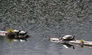 Take a Romantic Hike on Pilot Knob