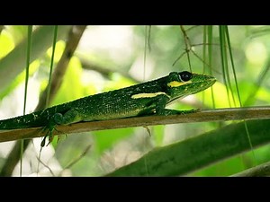 How Lizards are Turning Our Knowledge of Evolution Upside Down