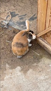 Learn 10 Animals! 🦘🐰🦁 #animals #animalsounds #lion #rabbit #monkey #snake #preschool #learning