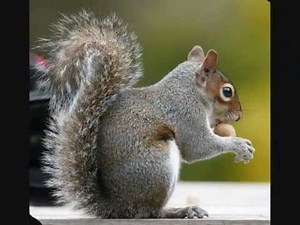 Zvuky zvířat všech druhů pro děti