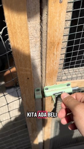 Ayam terbesar dikandang saya , usia sangat tua utk ayam umumnya @sorotan | Sbf Sumut