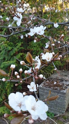 Kirschpflaume (Prunus cerasifera) #garten #information #nature