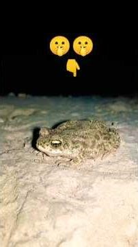 catching frogs funny | Funny frogs | Catching Frog funny | How to catch a funny frog | froggy
