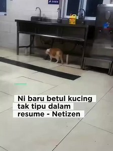Meow Cath Rat Scare!