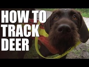 How to track wounded deer with a dog