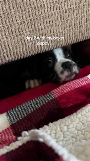 Boxer Puppy Day 2: Cute Boxer Puppy Moments and Tips