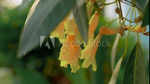 Tecoma stans, a plant planted around the house as a green plant and oxygen producer.