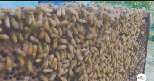 Apicultura: Las grandes problemáticas que enfrenta este sector actualmente