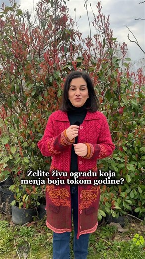 0631131547 Rasadnik Lepo Polje