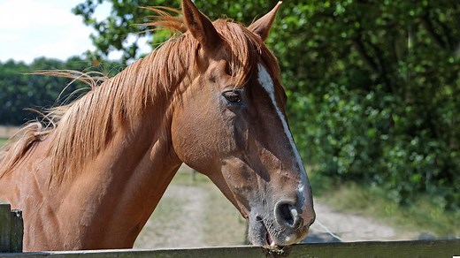 Why do horses chew wood and how can you prevent your fences from being destroyed?