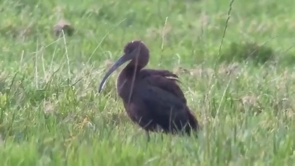 Extremely rare bird spotted in part of Scotland for first time