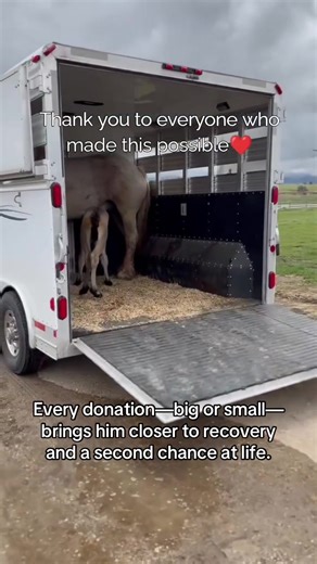Help Rescue Horses: Every Donation Counts