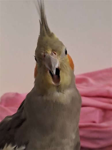 Hilarious Cockatiel Moments That Will Make You Laugh