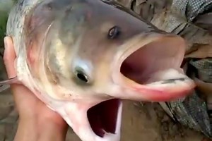 Holy carp, this is one freaky fish (but it’s not a radiation mutant)