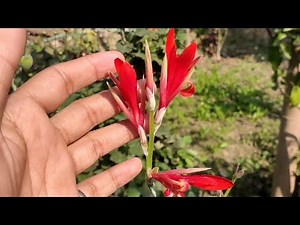 Canna indica flowers first time bloom in my garden || Beautiful canna indica flowers #cannaindica