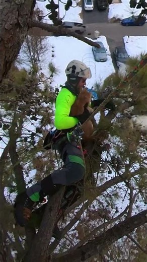 Man Rescues Cat TRAPPED in Tree for Three Days #shorts