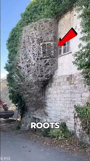 Why Ivy Can Damage Your House