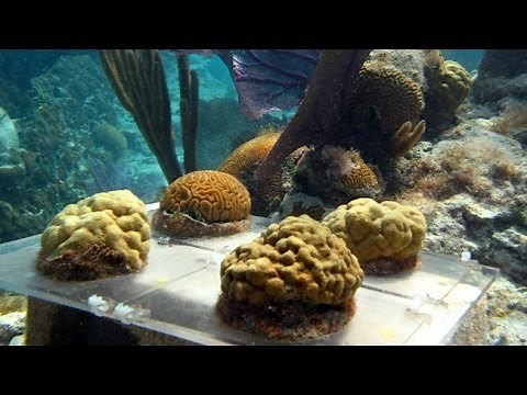 Acidifying the Ocean: Assessing Impacts on Coral Reefs