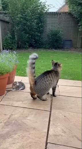 Brave Cat Mom Protects Her Kitten from a Naughty Dog 🐱❤️🐶