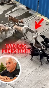 Let's analyze a powerful scene of dogs communicating over territory. 🐶⚡ Most people mistake this for aggression, but what you’re really seeing is conversational body language, invisible boundaries, and calculated movements that let dogs negotiate without fighting. When humans understand this, we stay calm and stop misreading normal canine communication as danger. 👉 Watch more videos like this on my YouTube channel! Analicemos una escena poderosa de perros comunicándose por territorio. 🐶⚡ La m